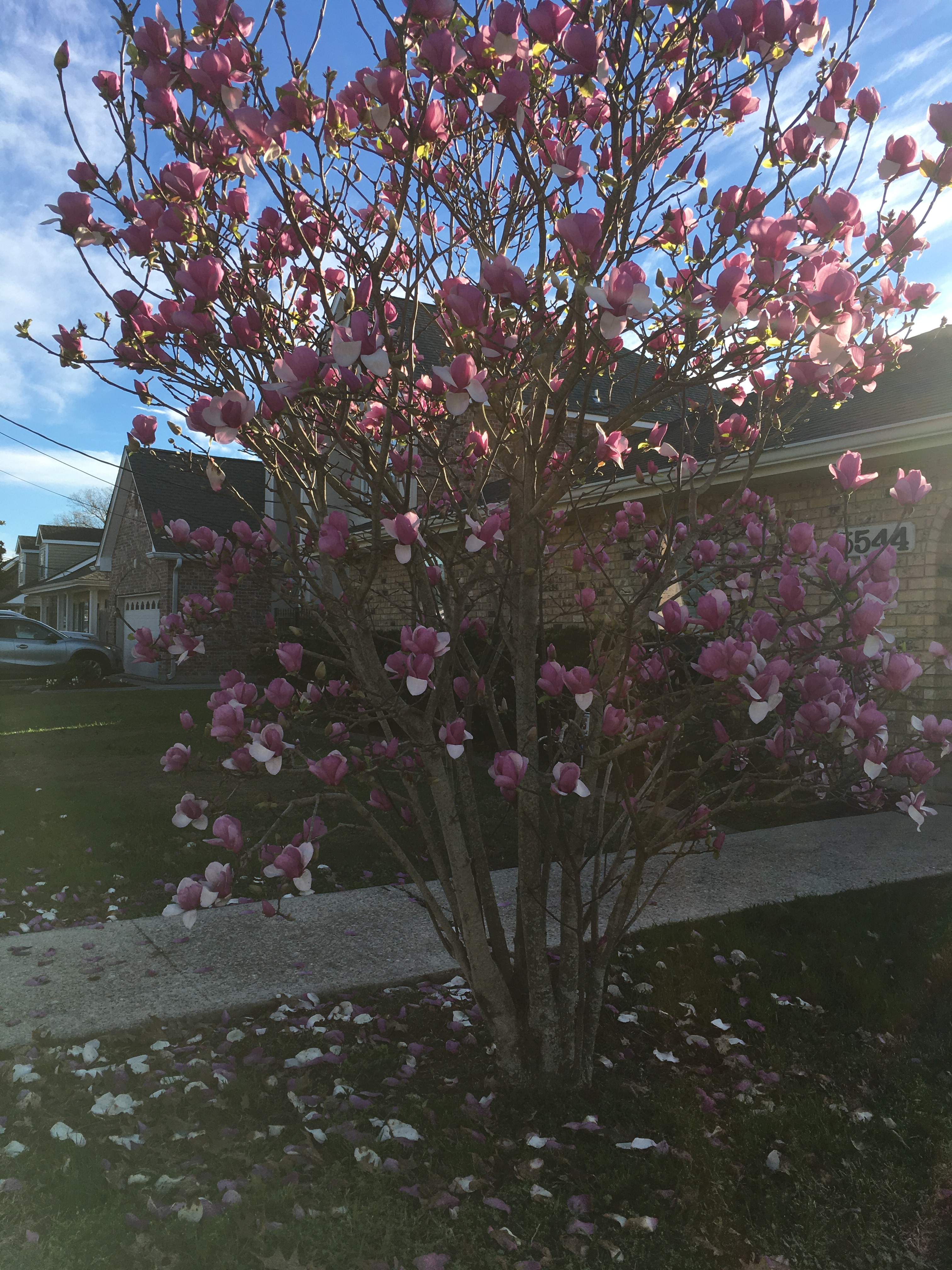 Photo of a Japanese magnolia tree that I took in my neighborhood.